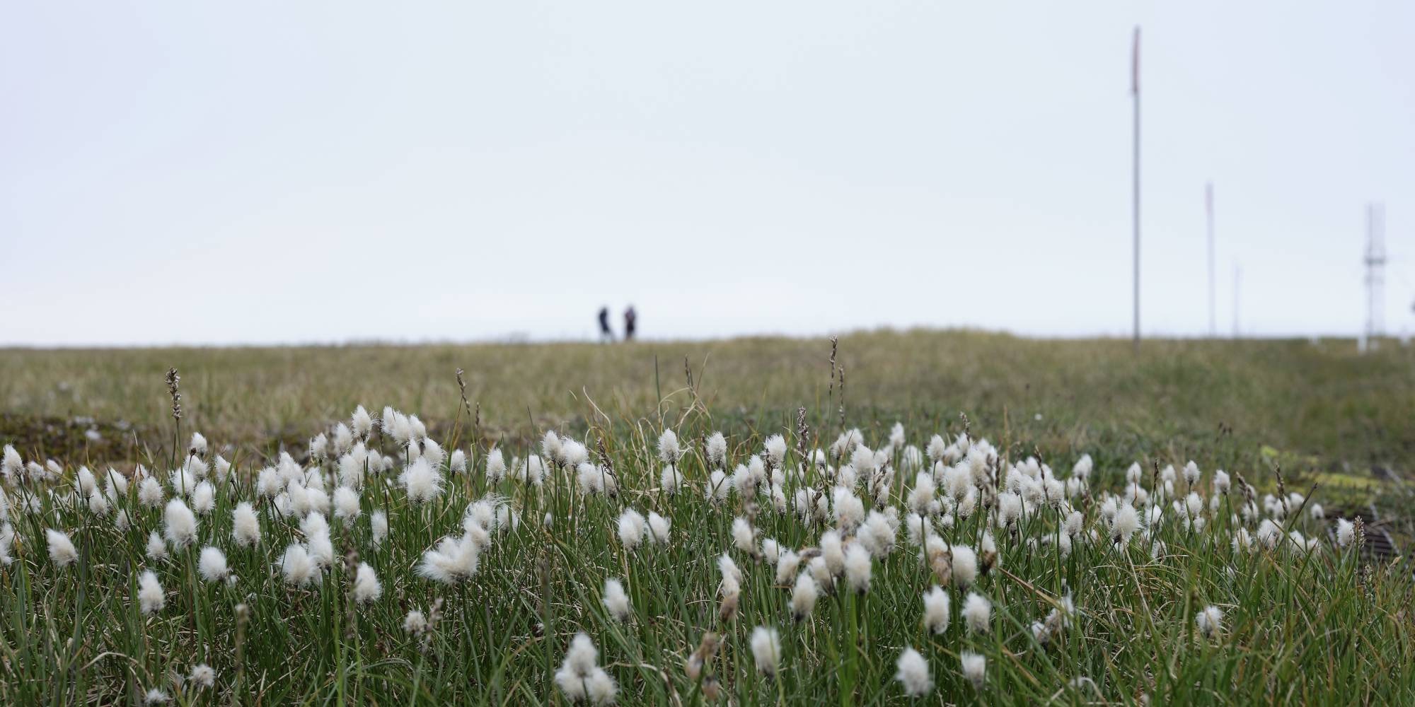 A small patch of cotton grass with two researchers working in the background